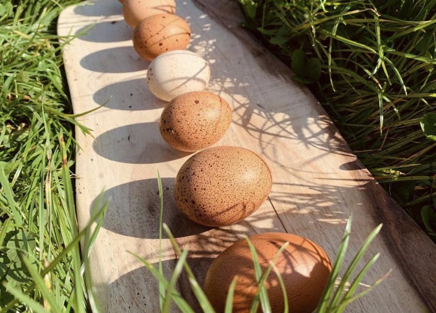 Slow Farming_row of eggs on wooden board