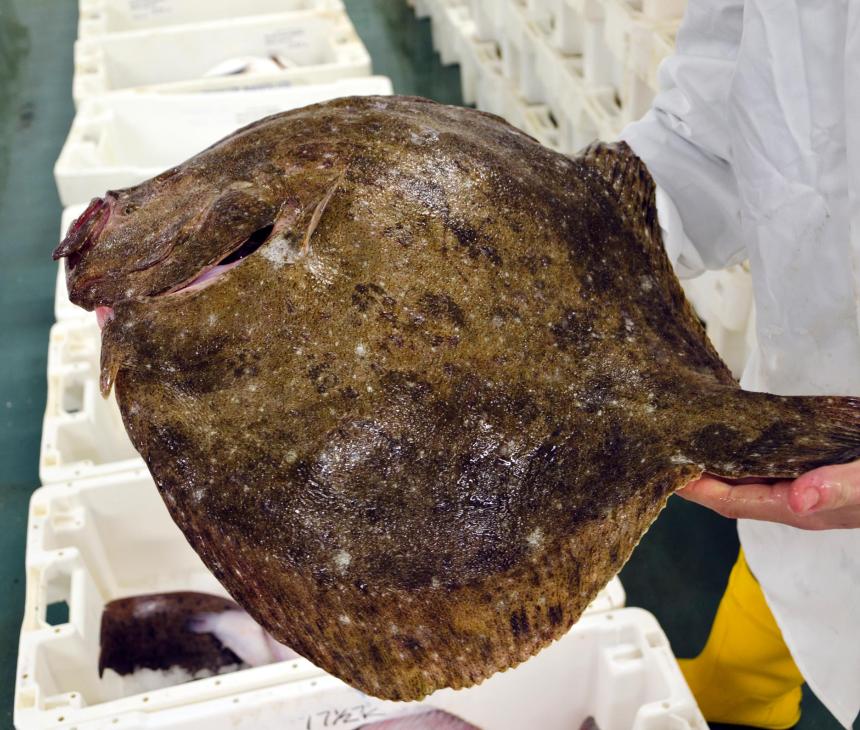 Fresh Turbot being held at a Fish Market in Devon